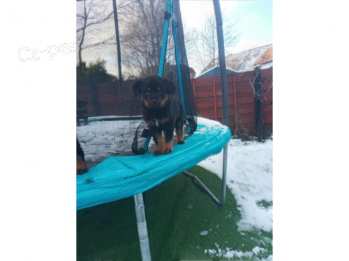 štěňata rotvajlerů štěňata rotvajlerů