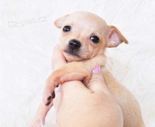 štěňata čivavy štěňata čivavy