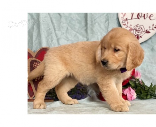 ZLATÝ RETRIEVER** ZLATÝ RETRIEVER**