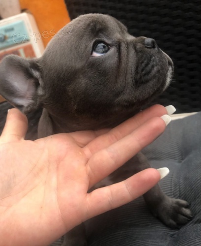 �t��ata, ko�ata, papou�ci, fretky