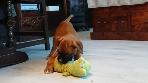 Zdravá štěňata německého boxera k adopci. Zdravá štěňata německého boxera k adopci.