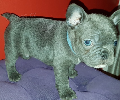 Krásný francouzský buldoček na prodej. Krásný francouzský buldoček na prodej.
