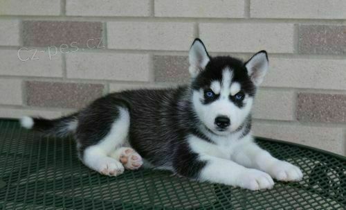 SIBI�SK� HUSKY 100%