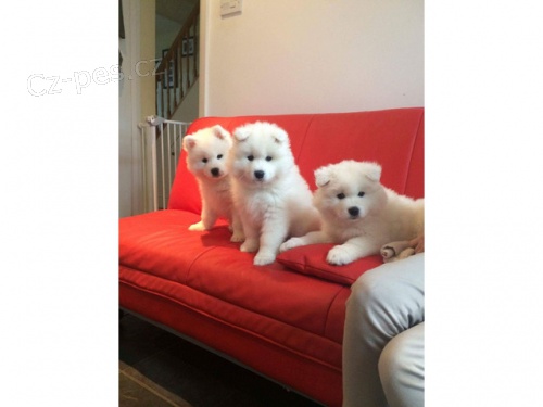 �istokrevn� samojed �t��ata k adopci