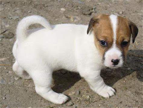střední štěňata jack russell na prodej střední štěňata jack russell na prodej