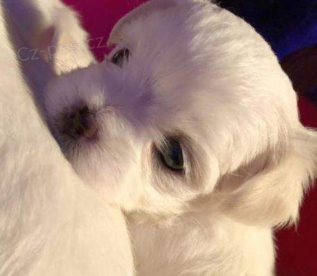 maltézská štěňata maltézská štěňata