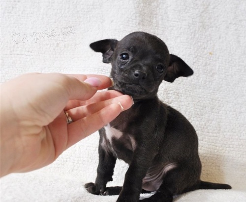 čivava dlouhosrstá čivava dlouhosrstá