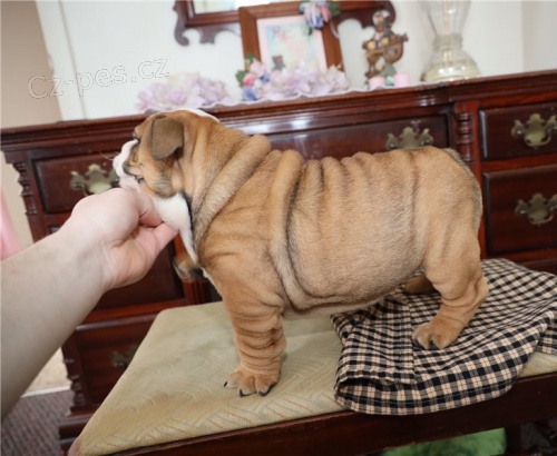 Anglický buldok štěně)( Anglický buldok štěně)(