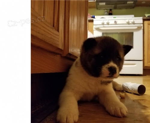 Akita-inu Akita-inu