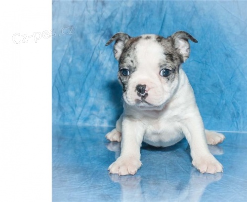 Francouzský buldoček štěňata&& Francouzský buldoček štěňata&&