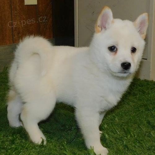 N�dhern� �t��ata shiba inu pro prodej.