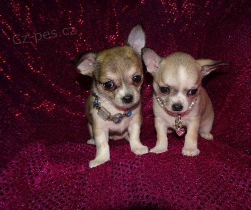 Miniaturn� �t��ata �ivavy na prodej.