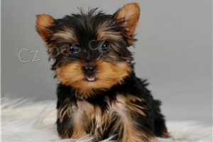 Jorkšírský teriér Jorkšírský teriér