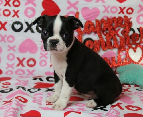 úžasná štěňata boston teriéra úžasná štěňata boston teriéra