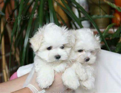 neuvěřitelná maltština neuvěřitelná maltština