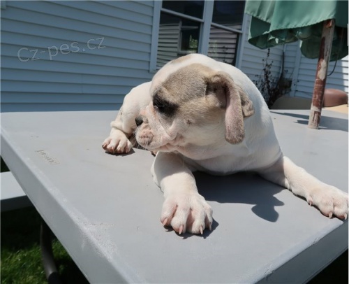 Alapaha modrý buldok Alapaha modrý buldok