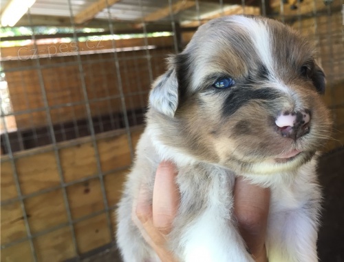 Azawakh štěňata na prodej Azawakh štěňata na prodej
