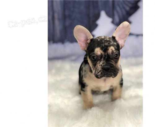 Francouzský buldoček štěňata Francouzský buldoček štěňata