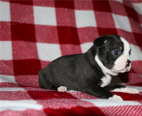 Bostonský teriér Bostonský teriér