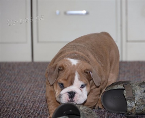 Anglický buldok štěně)(* Anglický buldok štěně)(*