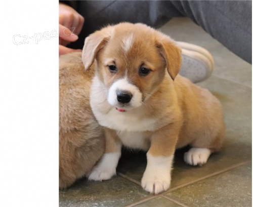 Pembroke Welsh Corgi Pembroke Welsh Corgi