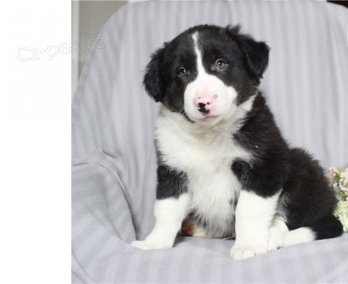 border kolie štěňata border kolie štěňata