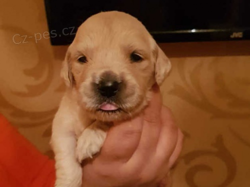 10 týdnů stará štěňata zlatého retrívra 10 týdnů stará štěňata zlatého retrívra