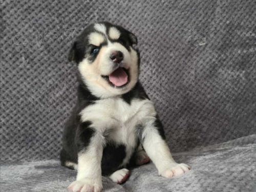 SIBIŘSKÝ HUSKY(ZEA) SIBIŘSKÝ HUSKY(ZEA)