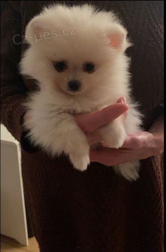 b�l� fena �t�n�