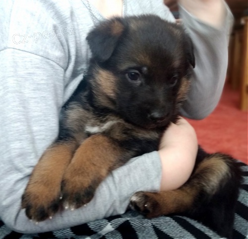 Štěňata německého ovčáka s PP Štěňata německého ovčáka s PP