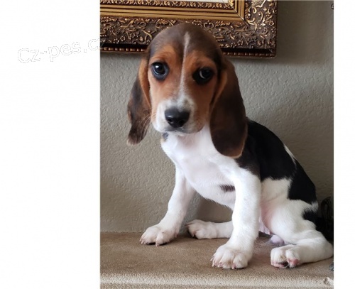 Bígl štěňata. Bígl štěňata.