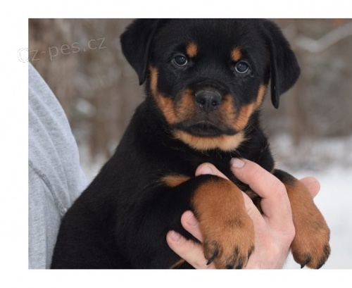 Zbývají pouze 3 štěňata rotvajlerů Zbývají pouze 3 štěňata rotvajlerů