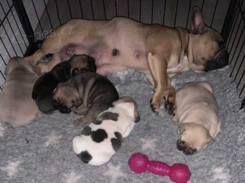 3 holčičky 2 chlapci štěňata francouzského býka 3 holčičky 2 chlapci štěňata francouzského býka