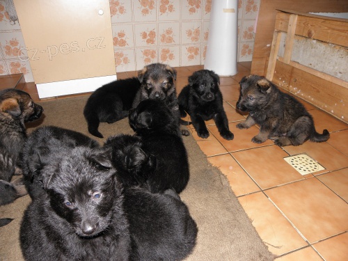Německý ovčák-štěňata Německý ovčák-štěňata