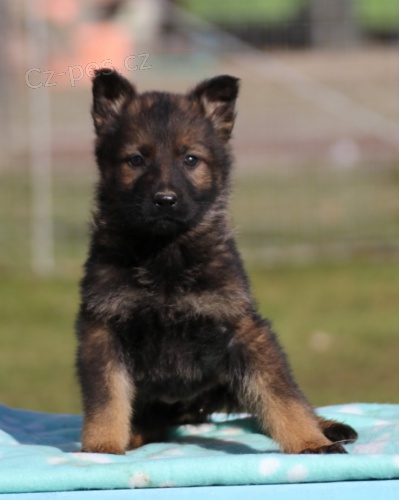 Německý ovčák Německý ovčák