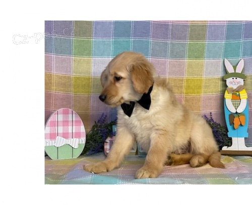 Zlatý retrívr štěňata*** Zlatý retrívr štěňata***