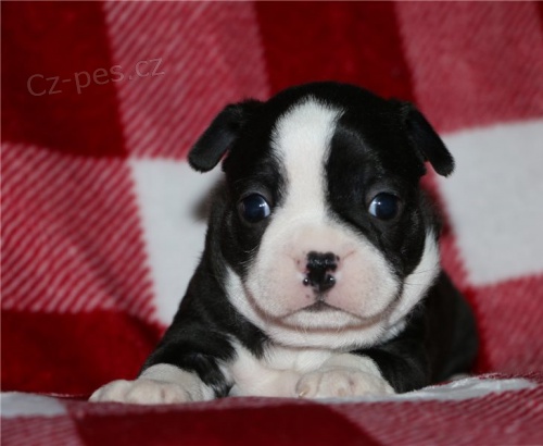 Bostonský teriér Bostonský teriér