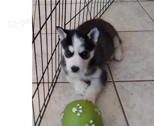 husky štěňata husky štěňata