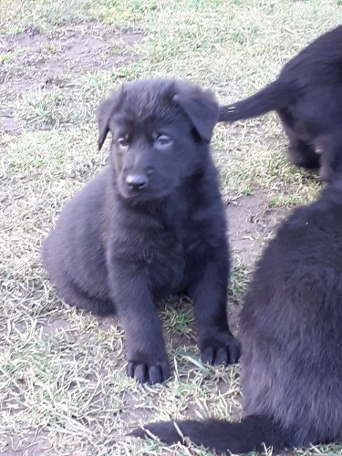 Německý ovčák-štěňata Německý ovčák-štěňata