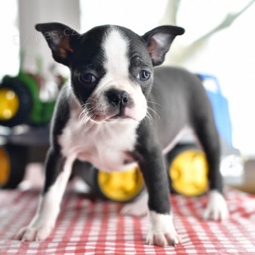 O�kovan� �t��ata bostonsk�ch teri�r� k prodeji.