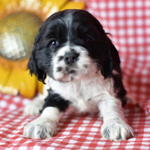 kr�sn� a rozko�n� �t��ata kokr�pan�l� na prodej.