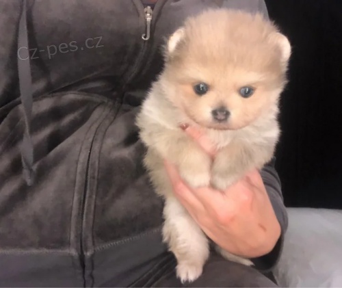 Pomeranian zdravé krásné štěňata na prodej. Štěňátka jsou andílci.  Pomeranian zdravé krásné štěňata na prodej. Štěňátka jsou andílci.