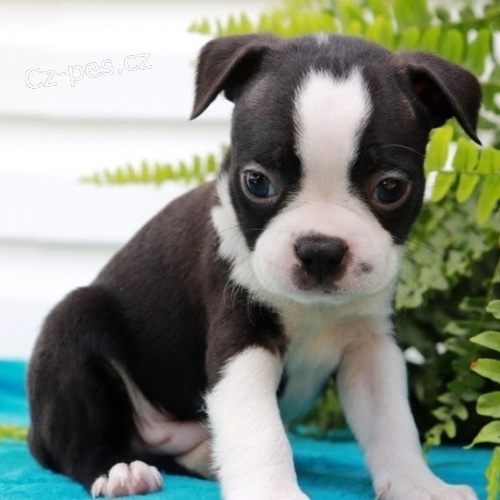 O�kovan� �t��ata bostonsk�ch teri�r� k prodeji.