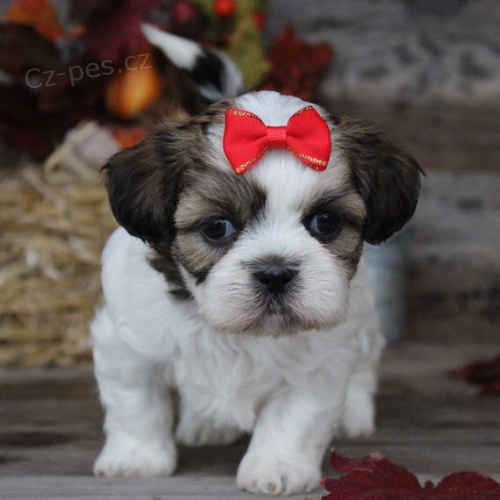 �t��ata shih tzu na prodej.