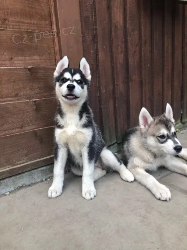 Sibiřský Husky - štěňata Sibiřský Husky - štěňata