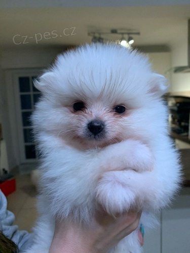 b�l� �ena pomeranian