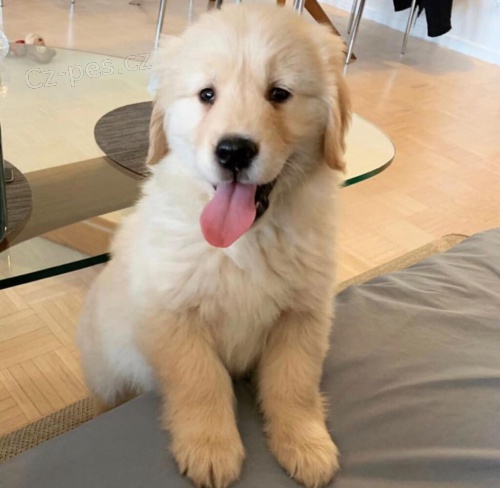 ZLATÝ RETRIEVER štěňata ZLATÝ RETRIEVER štěňata