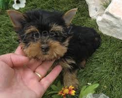 Jorkšírský teriér Jorkšírský teriér