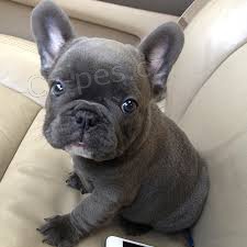 francouzský buldoček francouzský buldoček