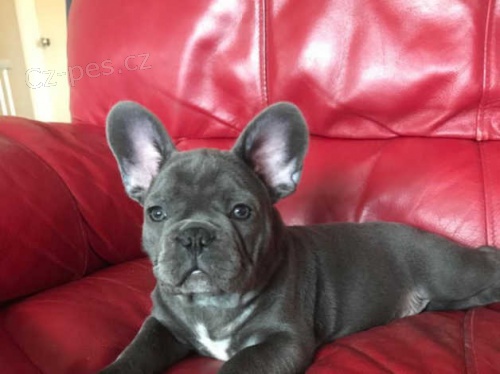 francouzský buldok štěňata francouzský buldok štěňata